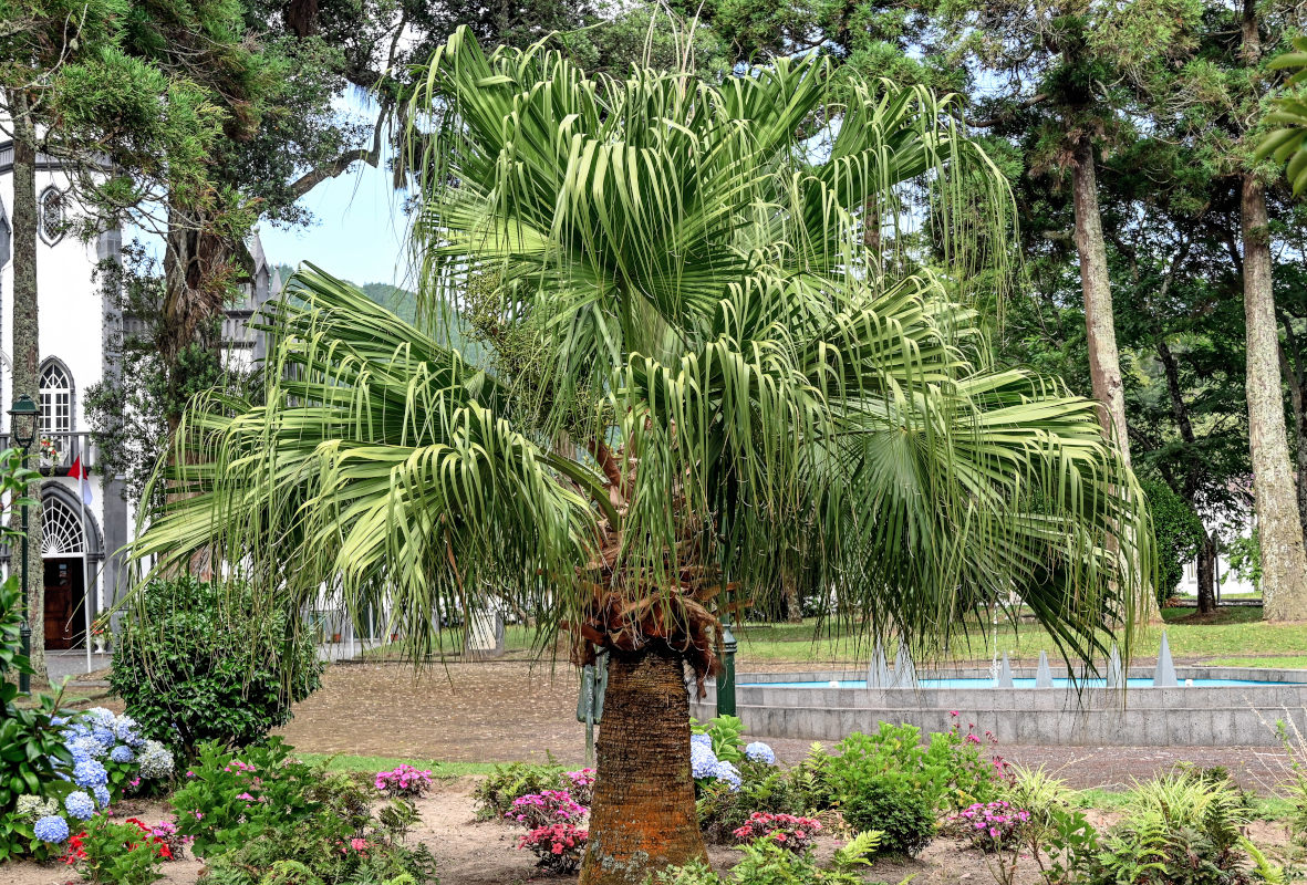 Image of Livistona chinensis specimen.