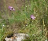 неопознанный вид. Соцветие. Грузия, край Самцхе-Джавахети, Аспиндзский муниципалитет, 500 м ниже ур. Тавкветула, прав. берег р. Кура, луг. 29 мая 2025 г.