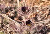 Pulsatilla × kissii. Цветки. Приморский край, Уссурийский гор. округ, окр. с. Монакино, обочина грунтовой дороги в широколиственном лесу. 18.04.2026.