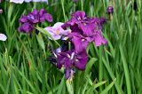 род Iris