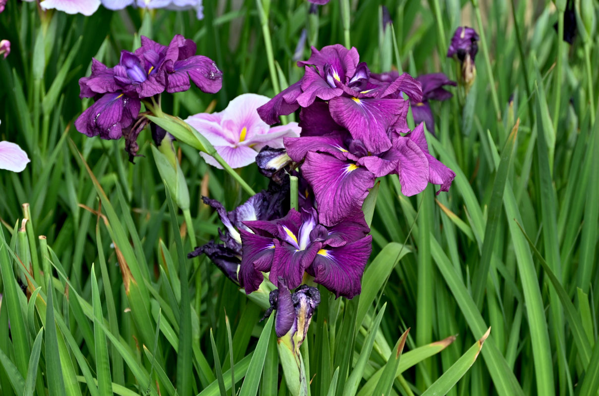 Изображение особи род Iris.