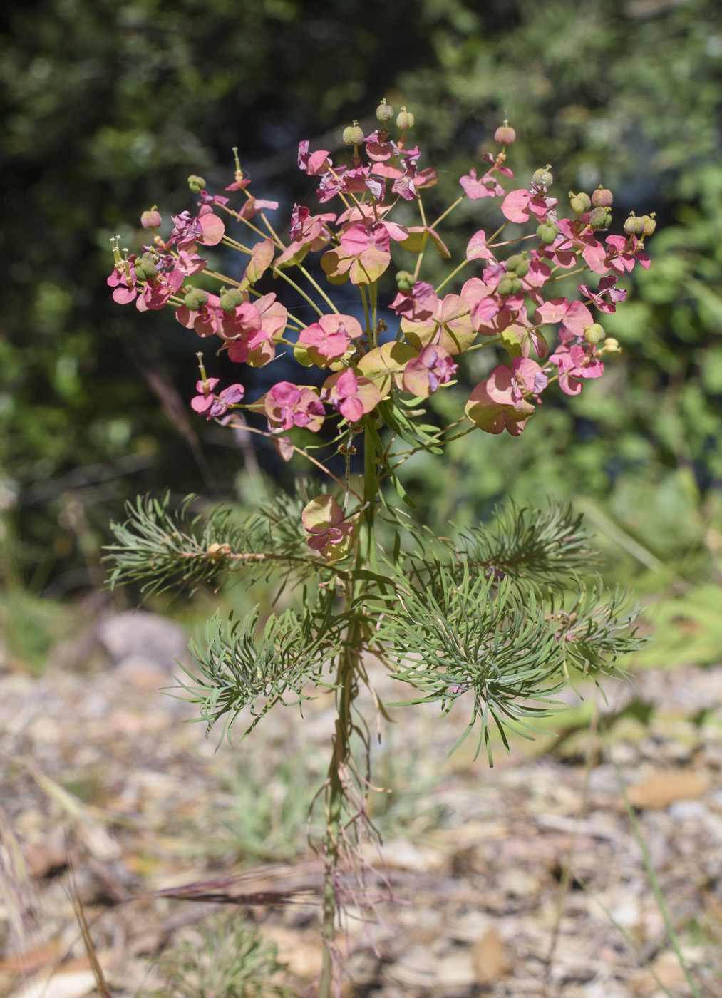 Image of Euphorbia cyparissias specimen.
