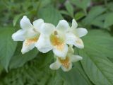 Weigela middendorffiana