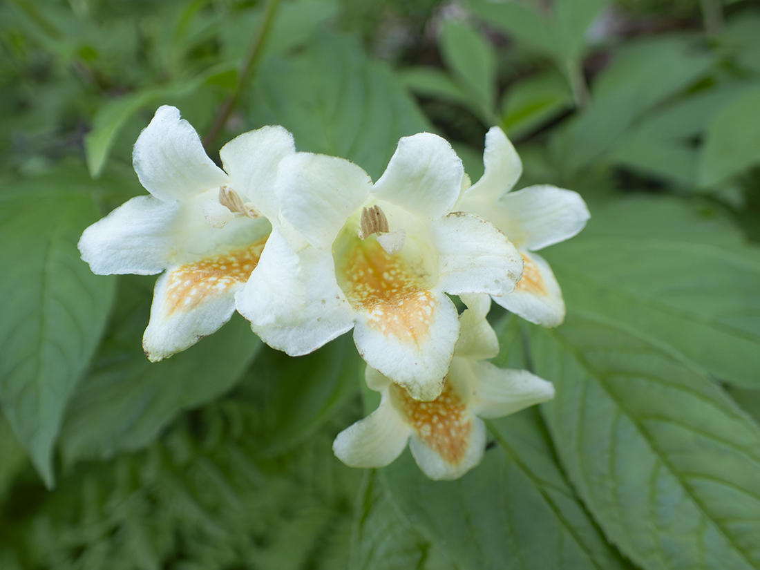 Изображение особи Weigela middendorffiana.