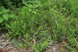 Scutellaria galericulata. Цветущие растения в сообществе с Galeopsis, Vicia cracca и Leymus arenarius. Ленинградская обл., Ломоносовский р-н, окр. Шепелёвского маяка; п-ов Каравалдай, южная оконечность, берег Финского залива, подошва берегового вала, щебнисто-песчаный пляж. 12.06.2026.