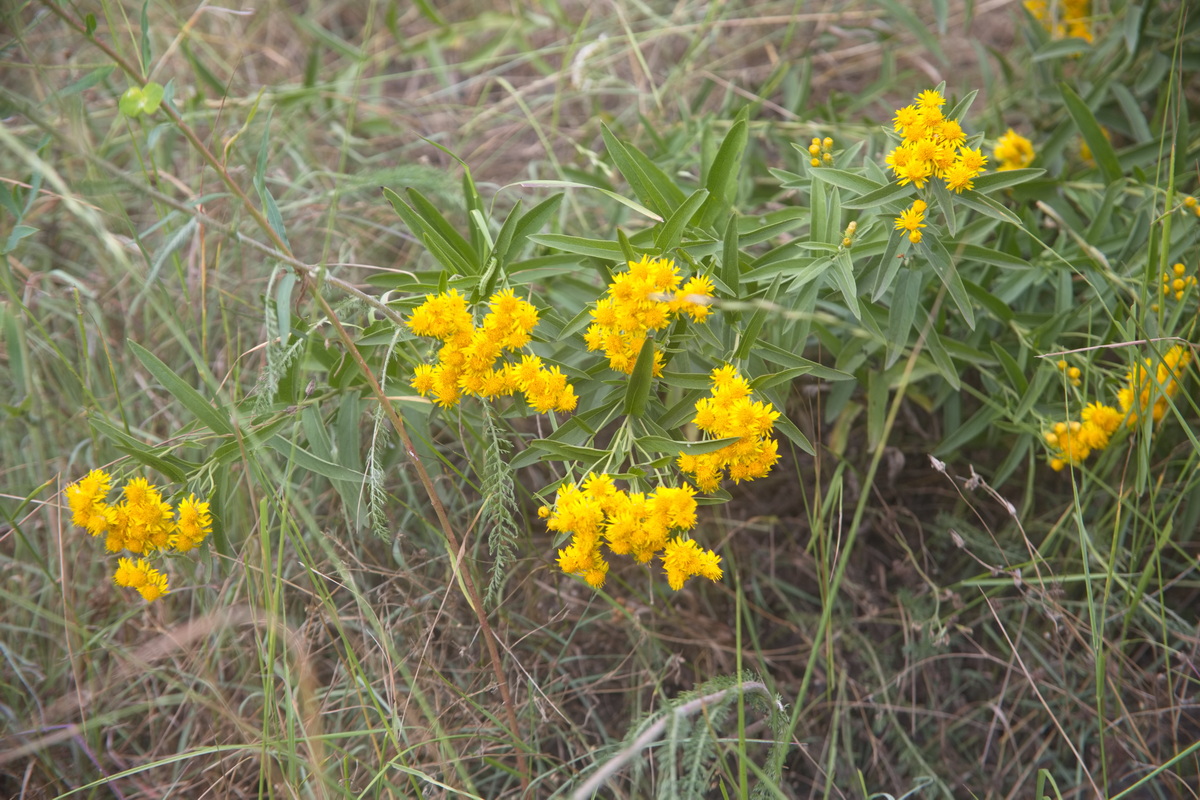 Image of Unknown species specimen.