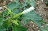 Datura stramonium. Верхушка побега с цветком и бутонами. Краснодарский край, м/о г. Геленджик, Толстый мыс, обочина грунтовой дороги. 27.07.2026.