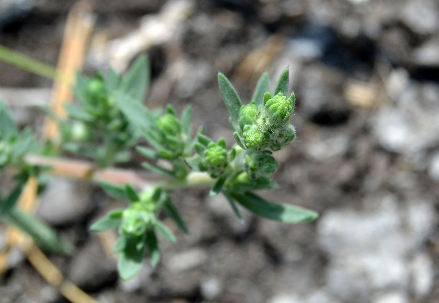 Image of Unknown species specimen.