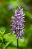 Dactylorhiza urvilleana