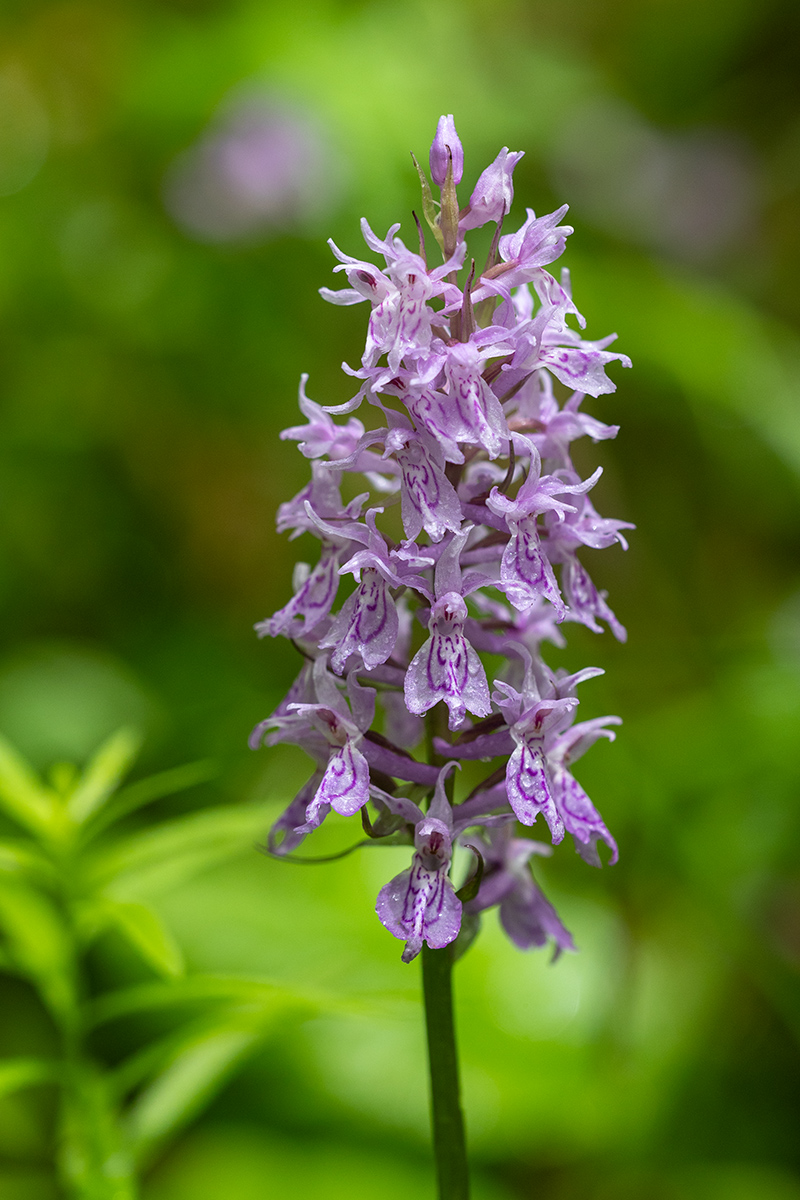 Image of Dactylorhiza urvilleana specimen.