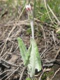 Leibnitzia anandria
