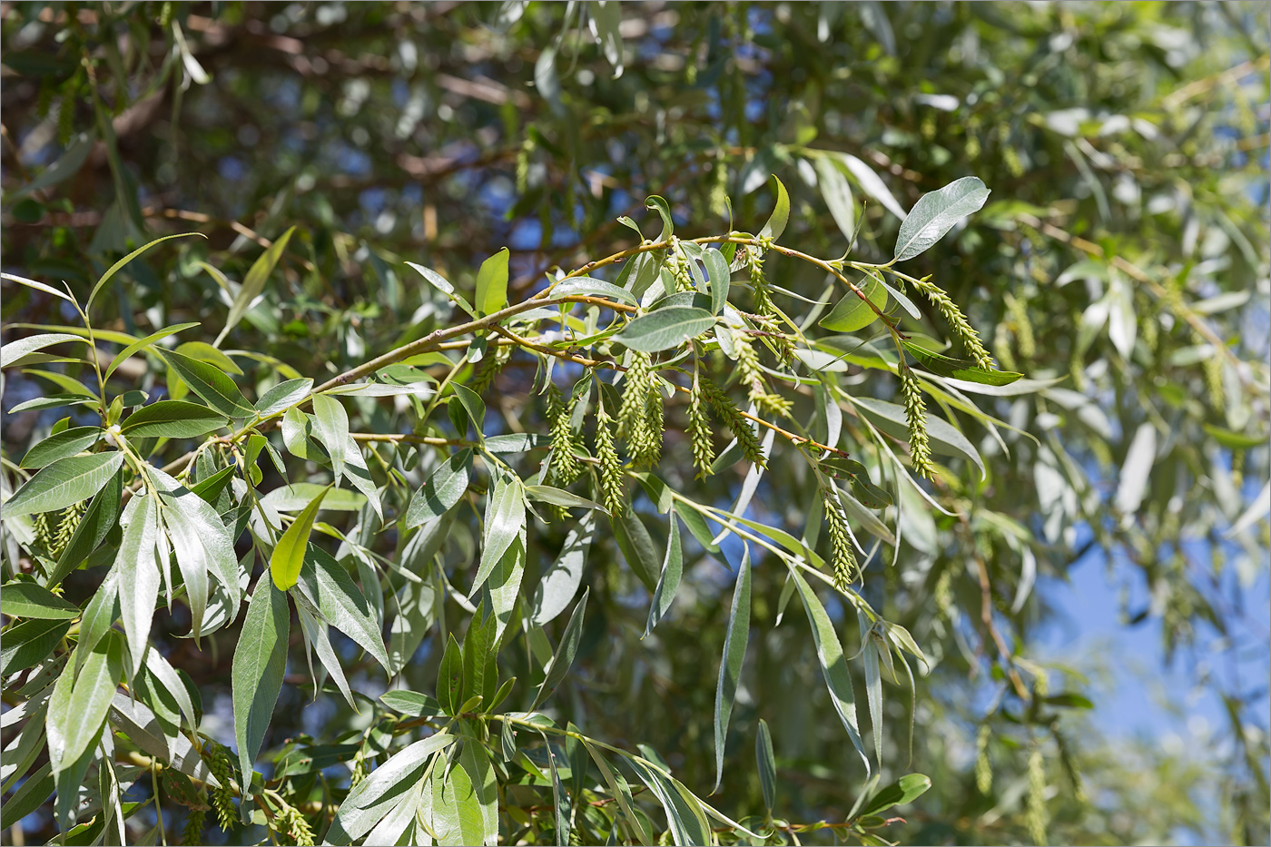 Изображение особи Salix alba.