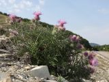 Lamyra echinocephala. Цветущее растение. Краснодарский край, м/о г. Новороссийск, Маркотхский хр., Андреевский пер., петрофитная степь. 8 августа 2026 г.
