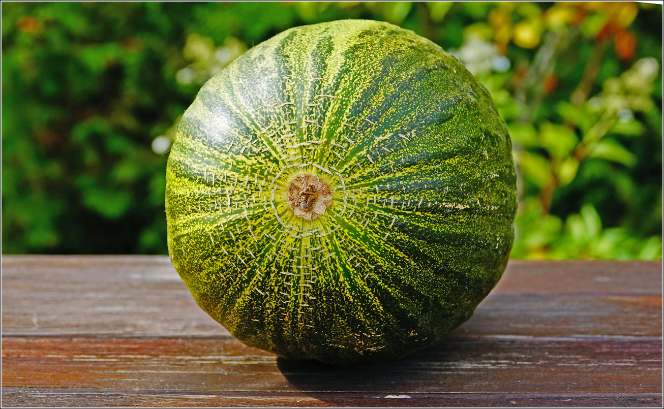 Изображение особи Melo sativus.