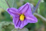Solanum melongena. Цветок с четырьмя лепестками. Узбекистан, Ташкентская обл., зап. отр. Чаткальского хр., окр. кишлака Учтерак, зона отдыха «Дустлик», в культуре. 26.09.2026.
