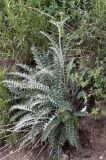 genus Cousinia. Бутонизирующее растение. Кыргызстан, Нарынская обл., Ак-Талинский р-н, 17 км к юго-западу от с. Кош-Дёбё, зап. отроги хр. Джамант-Тоо, выс. ~2500 м н.у.м., разнотравный горный луг. 07.07.2026.