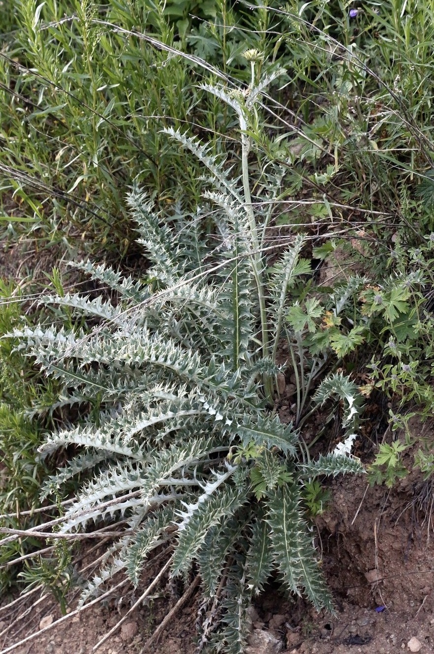 Image of genus Cousinia specimen.