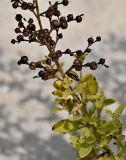 Scrophularia frutescens