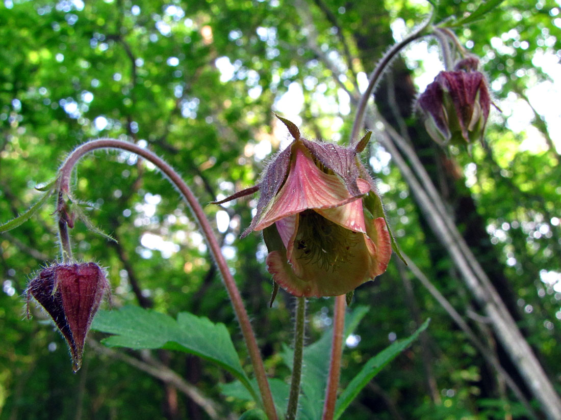 Изображение особи Geum rivale.