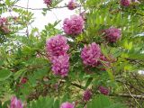 Robinia viscosa