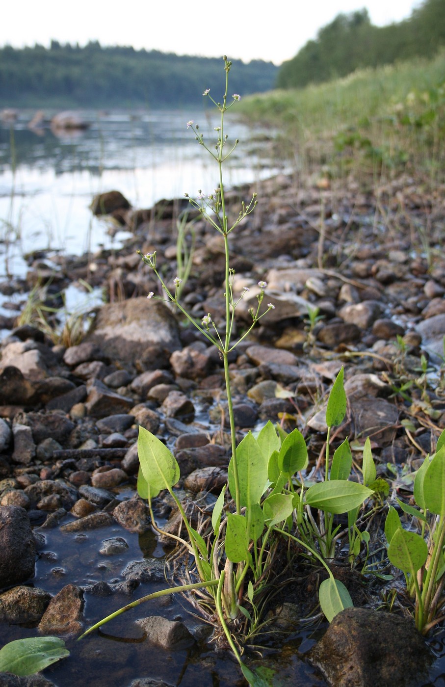 Изображение особи Alisma plantago-aquatica.