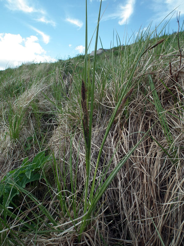Изображение особи Carex aquatilis.