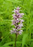 Dactylorhiza fuchsii. Соцветие. Новосибирская обл., Искитимский р-н, пгт Линёво, берёзовый колок. 1 июля 2011 г.