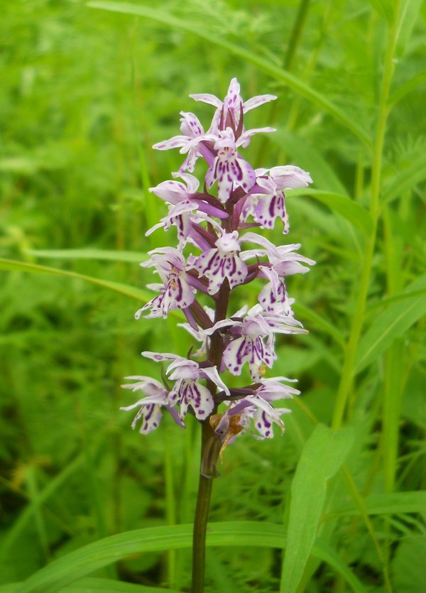 Image of Dactylorhiza fuchsii specimen.