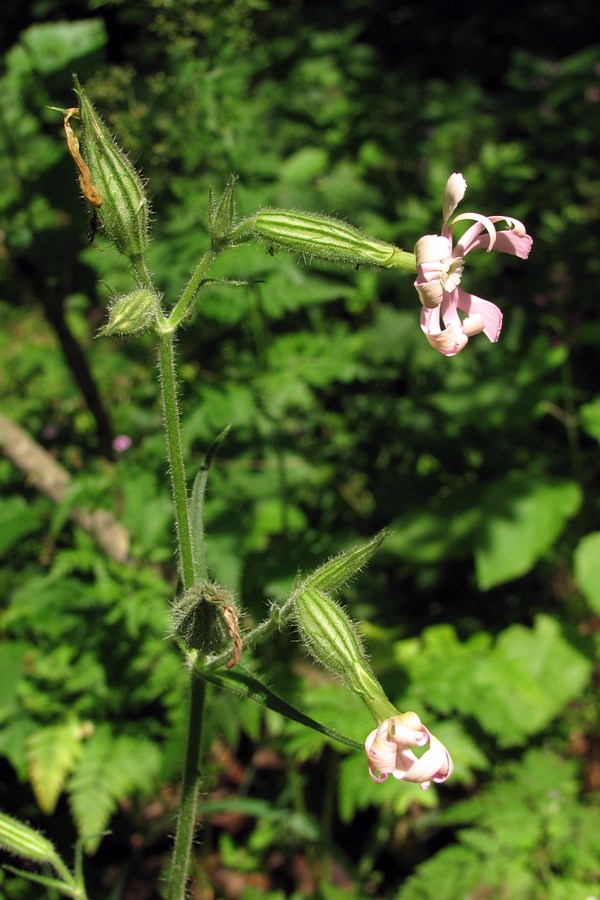 Image of Silene noctiflora specimen.