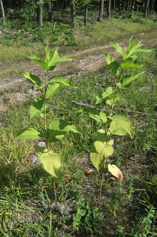 Image of Persicaria orientalis specimen.