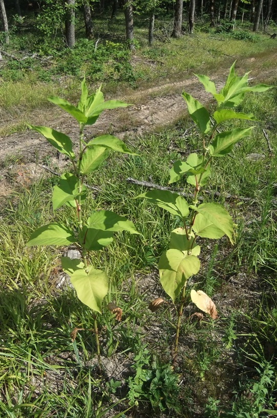 Изображение особи Persicaria orientalis.