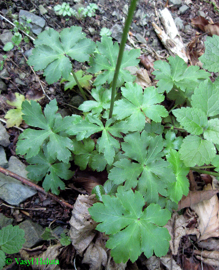 Image of Sanicula europaea specimen.