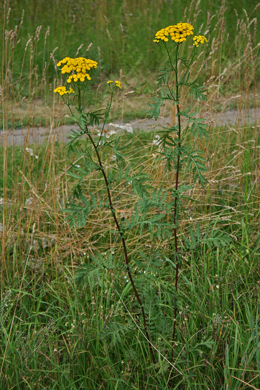 Изображение особи Tanacetum vulgare.