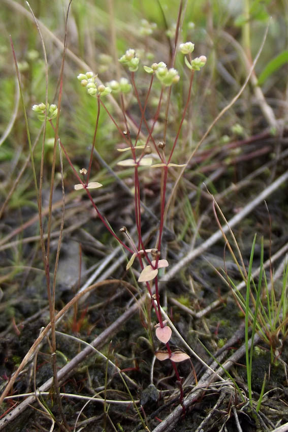 Изображение особи Radiola linoides.