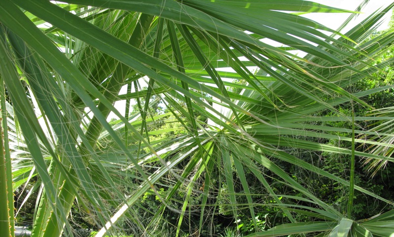 Image of Washingtonia filifera specimen.