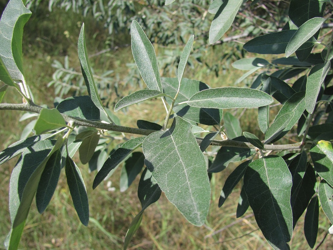 Изображение особи Elaeagnus angustifolia.