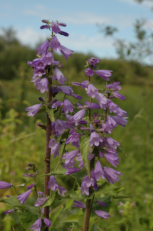Image of Campanula bononiensis specimen.