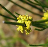 Ephedra intermedia