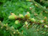 Picea abies. Часть ветви с молодыми побегами, прорастающими из раскрывшихся почек. Московская обл., Раменский р-н, окр. дер. Хрипань, смешанный лес. 19.05.2005.