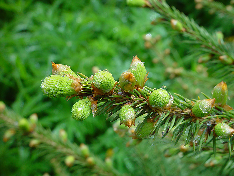 Image of Picea abies specimen.