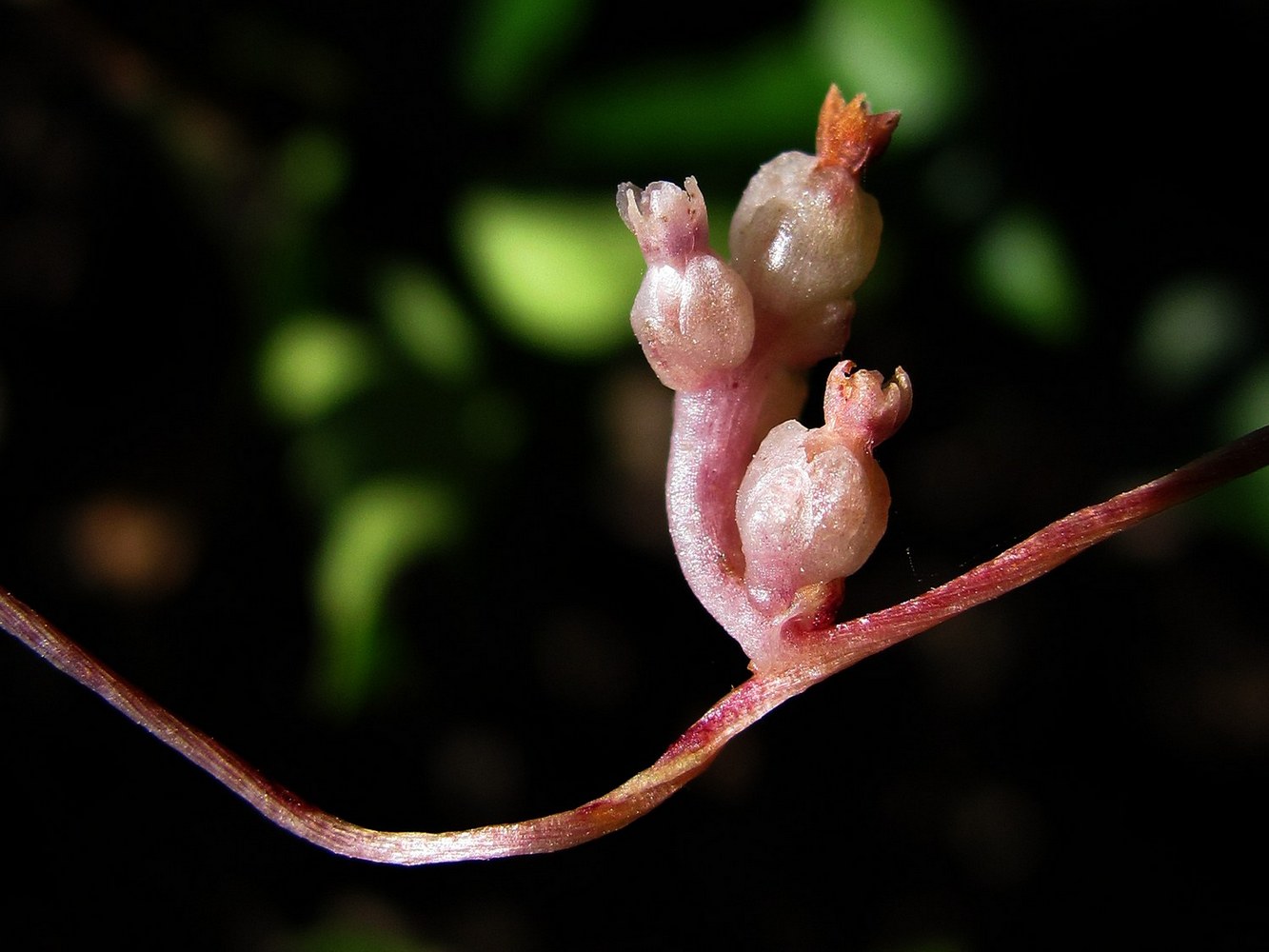 Image of Cuscuta monogyna specimen.