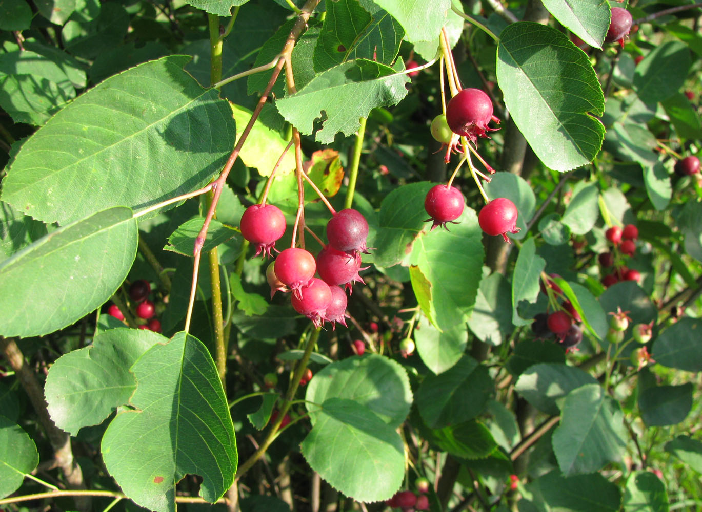 Image of genus Amelanchier specimen.