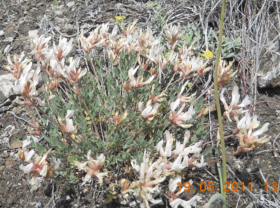 Изображение особи Astragalus helmii ssp. tergeminus.