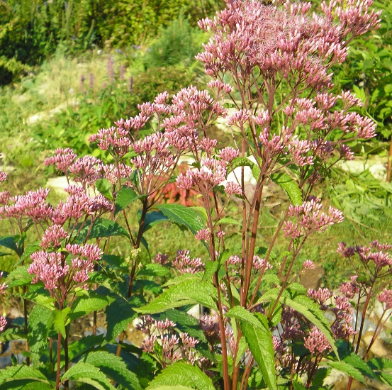 Изображение особи Eupatorium purpureum.