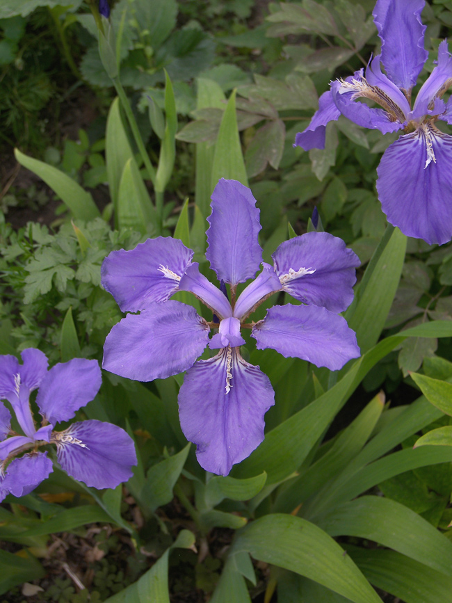 Изображение особи Iris tectorum.