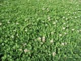 Trifolium repens. Клеверный газон. Израиль, Тель-Авив. 17.03.2008.