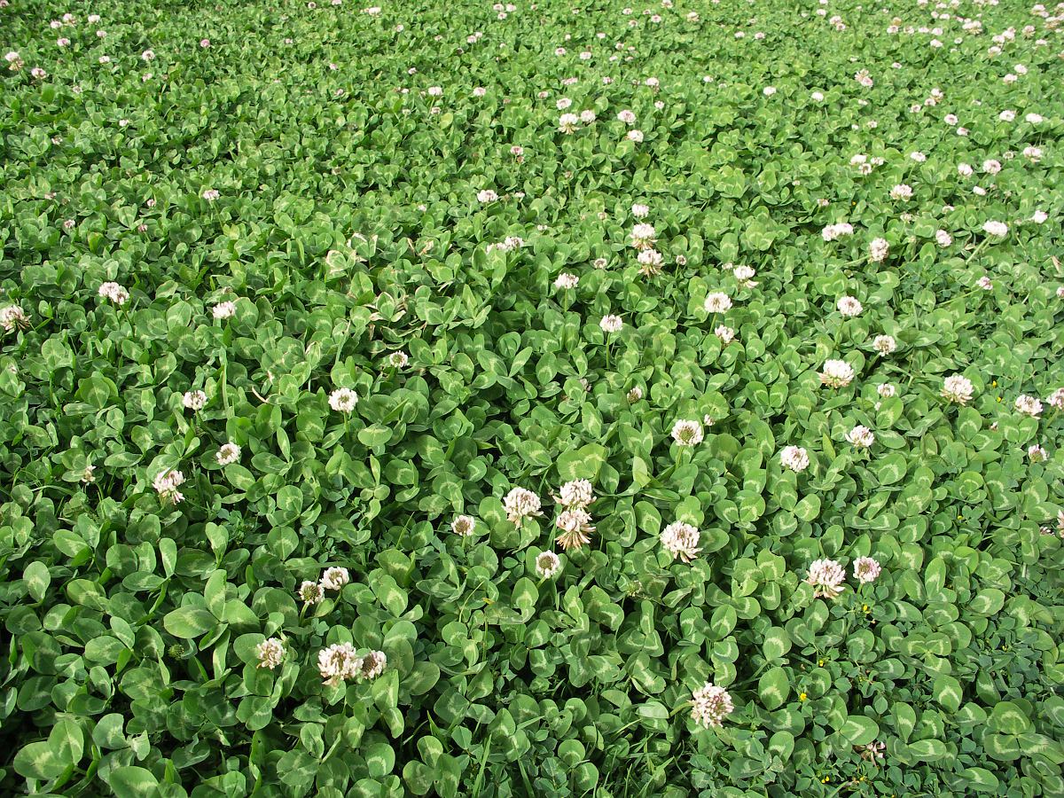 Image of Trifolium repens specimen.