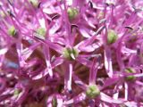 Allium aflatunense. Цветки. Окр. Томска, дачный участок, в культуре. 6 июня 2011 г.