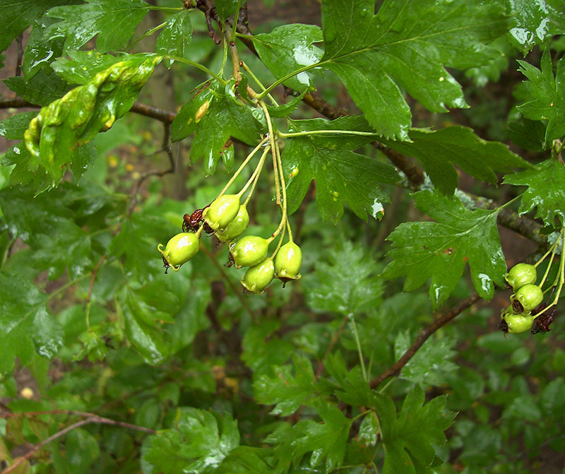 Image of Crataegus rhipidophylla specimen.
