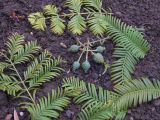 Metasequoia glyptostroboides